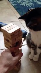 Le chat qui adore le Jenga
