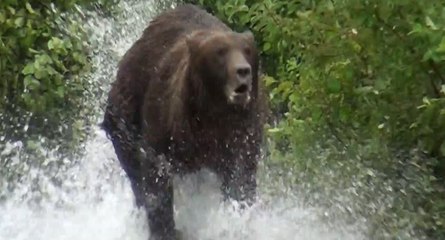 Alaska : un grizzly charge des touristes