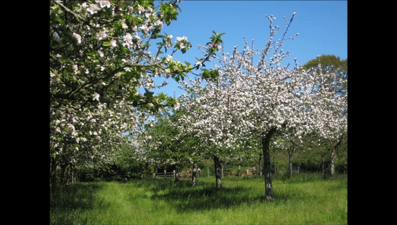 Radio HAG' FM- A la découverte du cidre...