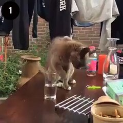 Funny Cat Drinking water.