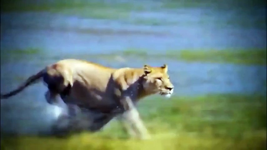 Discovery wild animals Croc kills Lion Discovery channel documentary films  2015 HD - Vidéo Dailymotion