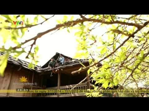 S - VIỆT NAM: PƠ MU LOÀI CÂY THIÊNG TRONG ĐỜI SỐNG NGƯỜI DÂN XÃ NGỌC CHIẾN - 12/03/2015 [FULL HD]