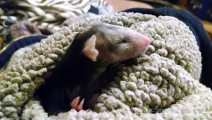 Un chien et un petit opossum copains