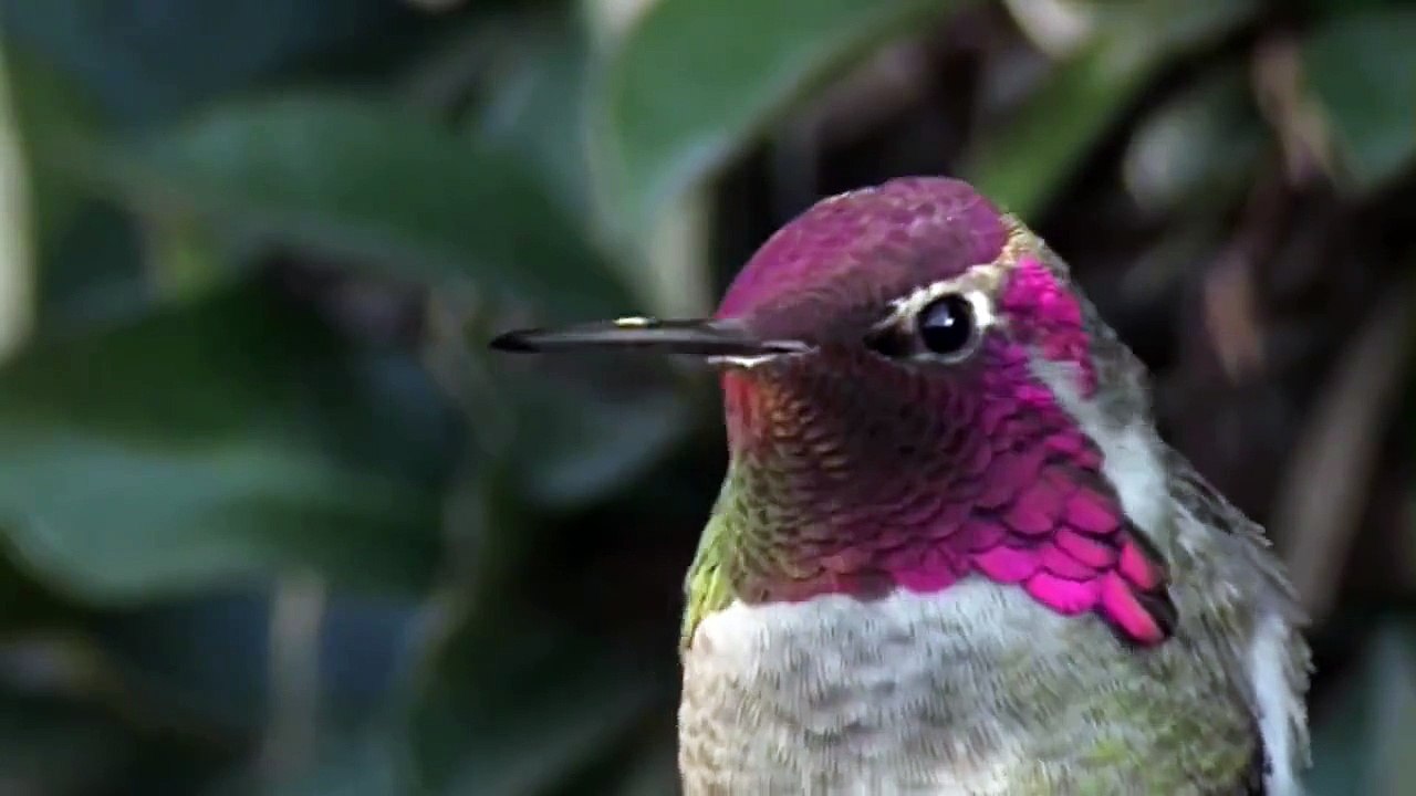 Incredible Hummingbird Changes Colors