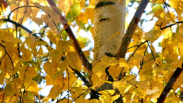 Лиепая. Осень на Беберлини.