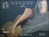 Une étrange créature filmé au fond de l'océan