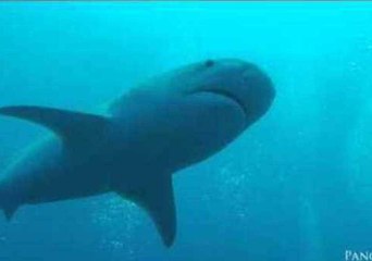 Tiger Shark Captured by GoPro at Close Range