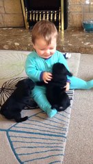Deux chiots font des bisous à un bébé