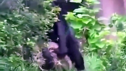 Did you know what Monkeys Can do?