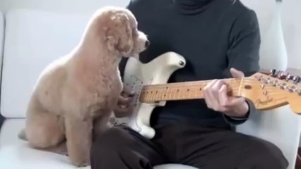 Cute Dog Is Playing Guitar