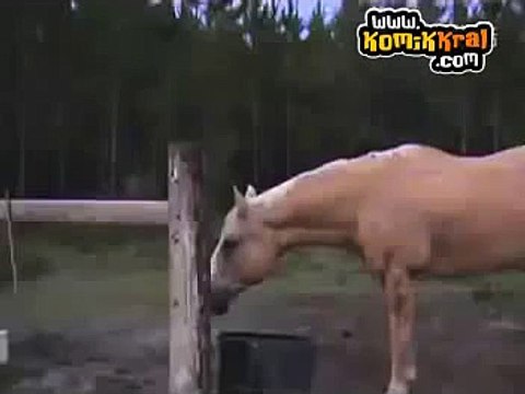 Yılan Gibi, Ejderha Gibi Birşey Gören Köylü Çoban