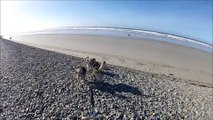 chiens de traîneaux Bretagne, malamute groenlandais