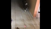 Dog Chases Laser Pointer Around Kitchen