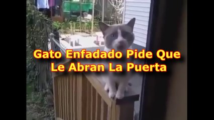 Gato Enfadado Pide Que Le Abran La Puerta
