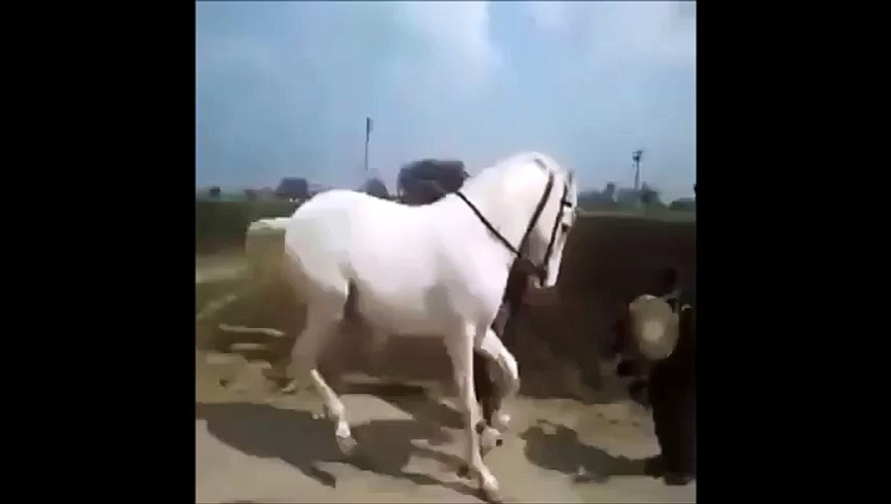 Cavalo que dança