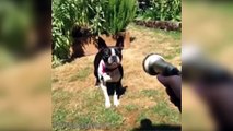 The Best Dogs Vines Ever - Funny Dogs Vines
