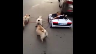 Funny videos Baby and Dogs NEW