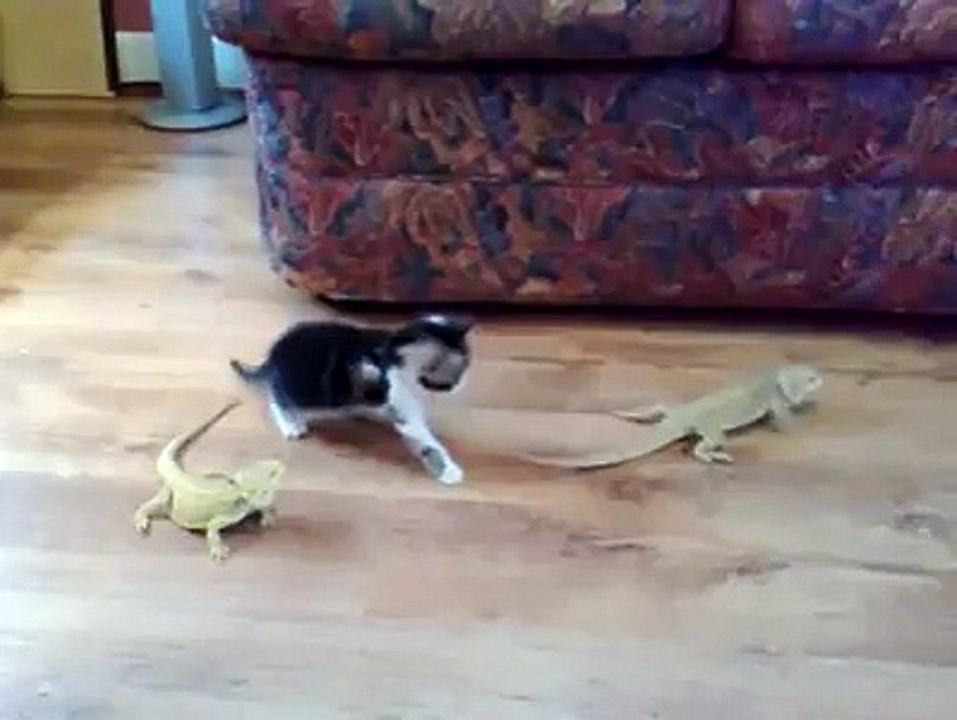 - poor cat