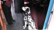 Dalmatian Puppy Shows How To High Five And Paw - Puppy Dog Video