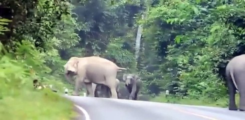 Un motard attaqué par des éléphants sur une route !