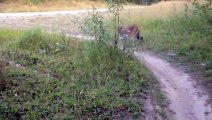 Il se balade en vélo et tombe nez à nez avec un animal dangereux !