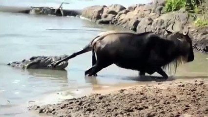 Crocodile vs Wildebeest  battle at krugar  Crocodile attack wildbeast,buffalo vs crocodile