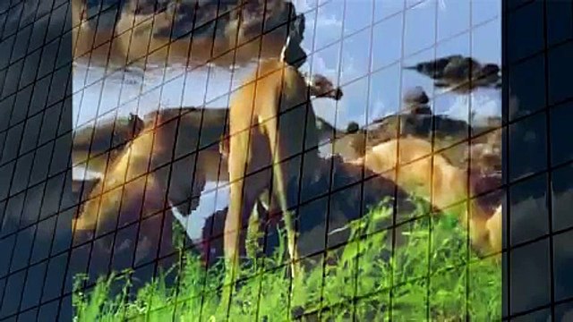 Lion kill, Croc and Elephant Best Wild Animal Videos Animal Attacks And Loves when animals attack