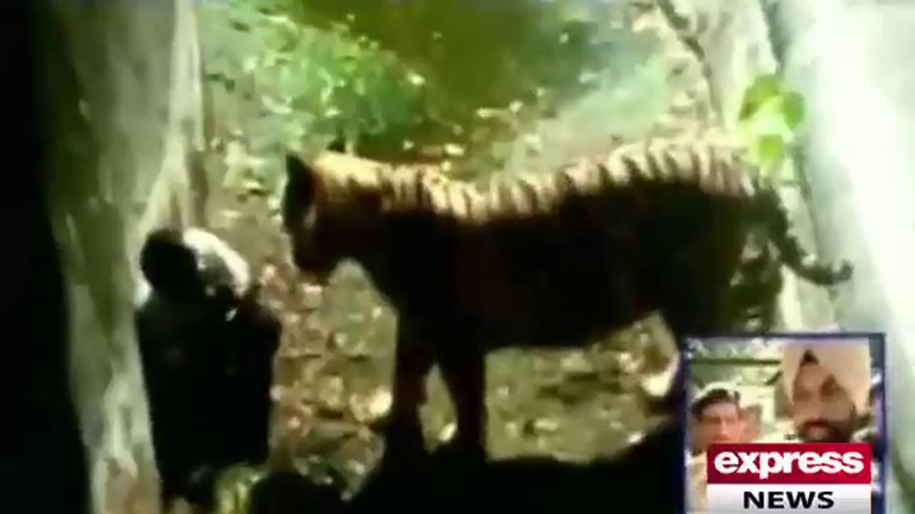 شیر نے پنجرے میں گرنے والے لڑکے کوہلاک کردیا