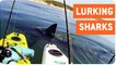 Kayakers Encounter Curious Shark | Close Encounters