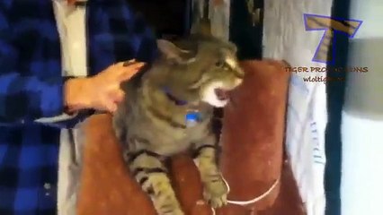 Animals screaming and making funny noises - Funny animal sound compilation PART 2