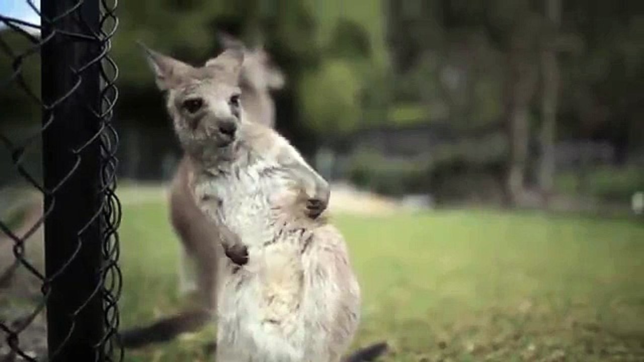 Cutest Kangaroo Joey ever sneezes