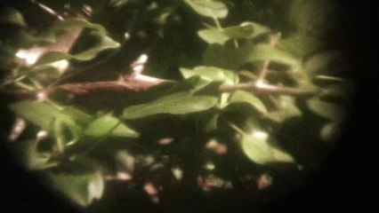 Present Paradox - Appletrees