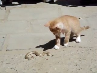 Cute Kitten fighting with dangerous snake