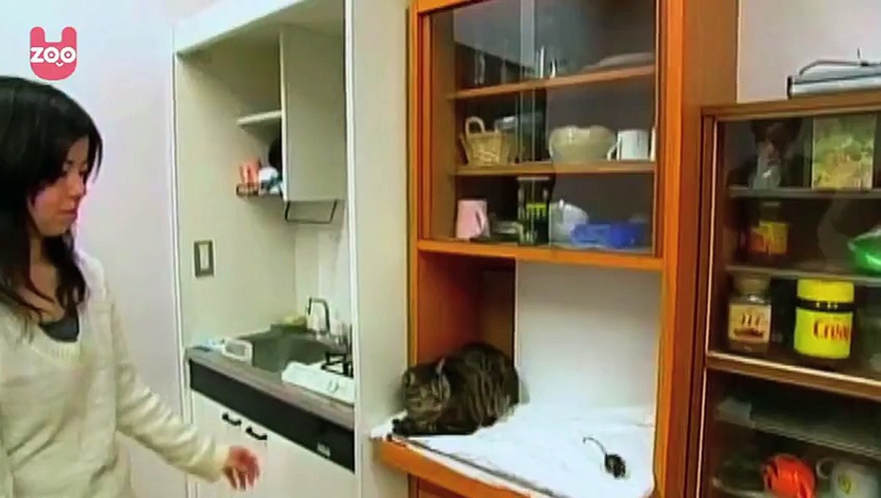 Tom etJerry sont reel