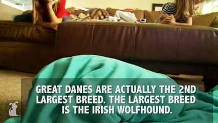 "GREAT" Great Dane Facts