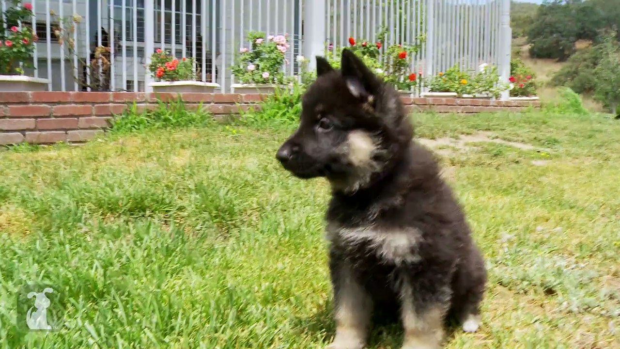 Fluffy German Shepherd Puppies Couldn't Get Any...