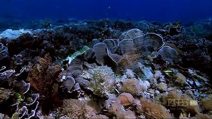 [HD Documentary] Kings of Camouflage: Underwater Aliens HD (Nature Documentary)