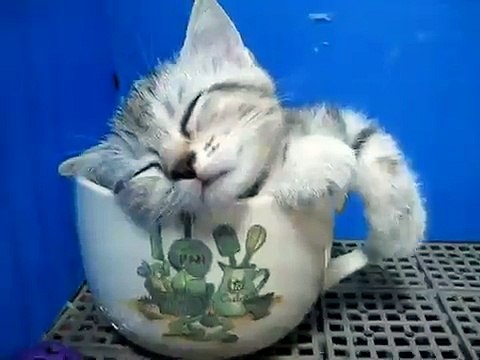 Маленький котёнок спит в чашке _)
