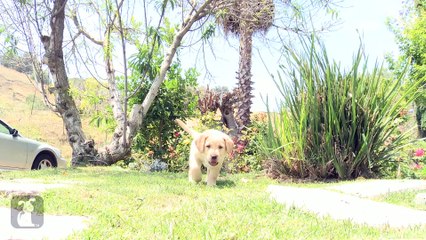 Floppy Lab Puppies Run Around Like Heroes