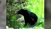 Florida Bear Hunt Closed After Two Days