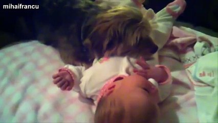 Best Of Funny Cats And Dogs Protecting Babies Compilation 2014