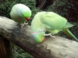 Talking Parrot - Parrots Talk