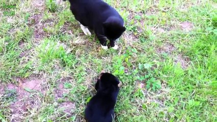Cats Meeting Puppies for the First Time Compilation 2014