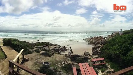 Great White Shark Saved