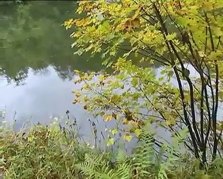 #4 Record Breaking Fish Pike, Rudd, Tench & Grayling Part-1 Fish Fishing Videos