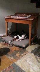 These 2 Hopped In Bed. That’s When Mom Noticed Their Tails… LOL!