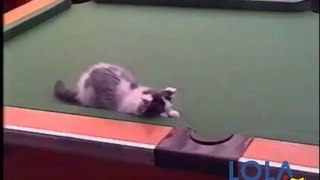 Adorable Kittens Playing Peekaboo in Snooker Table Pockets