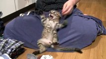 【第62話】家事をひたすら邪魔する子猫（面白い＆可愛い子猫）