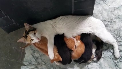 Cette chatte errante montre à un gérant de magasin que l’amour n’a pas de frontières (Part 1)