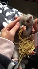 Baby eating spaghetti